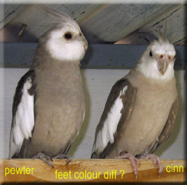 Right Petwer - left Cinnamon