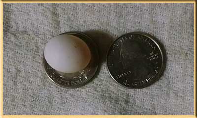 Parrotlet Egg